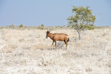 One Eland in Etosha Park in Namibia, walking in the grasses.