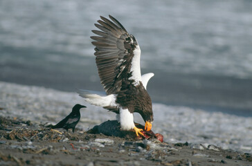 アザラシの死体を食べるオオワシ（北海道・野付半島）  © 愛 高行