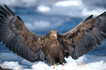 流氷に降りるオジロワシ（北海道・知床）
