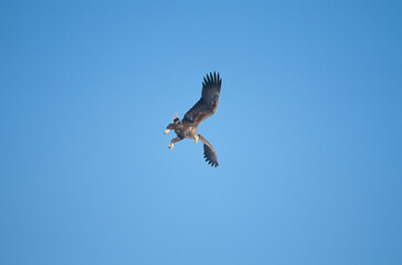 急降下するオジロワシ（北海道・知床）
