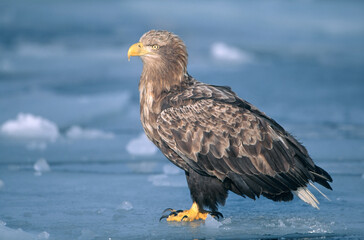 流氷上のオジロワシ（北海道・知床）
