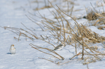 Obraz premium 雪上のユキホオジロ（北海道・野付半島） 
