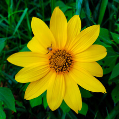 yellow flower