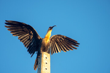Curicaca bird on top of a power line pole. (Yellow-necked ibis).