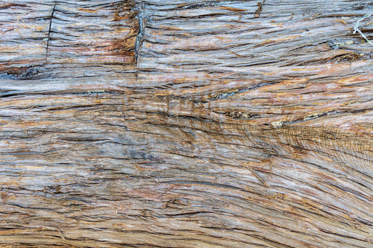 Bark of an eastern red cedar tree a.k.a. Virginian juniper (Juniperus virginiana) - Fort Island Gulf Beach, Crystal River, Florida, USA