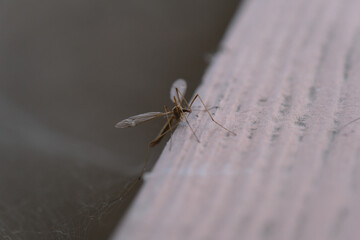 mosquito closeup