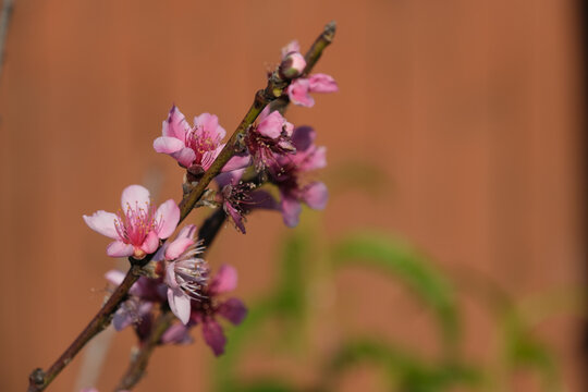 close up of pink flowers