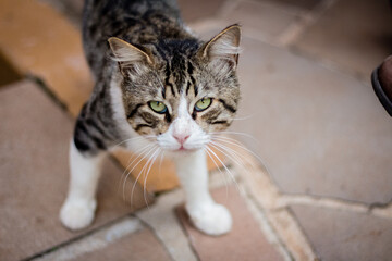 Close close up on white adult cat with brown