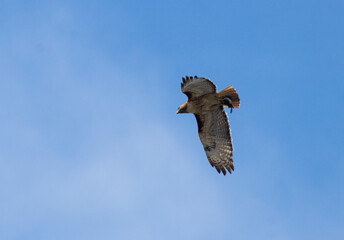Red-Tailed Hawks in Flight