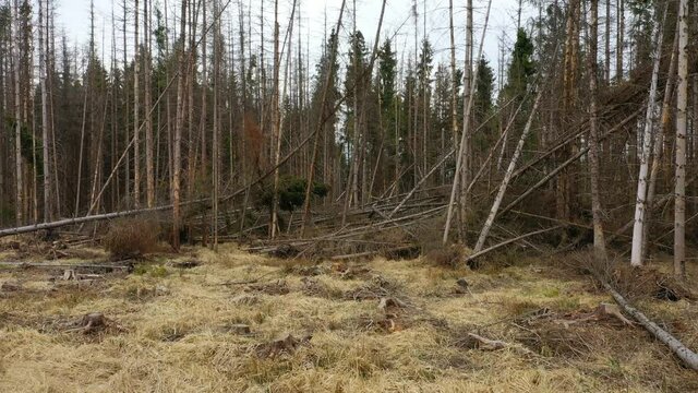 Wood bark beetle drone pest Ips typographus aerial dead spruce tree infested and attacked by the European spruce quadcopter view flying fly flight show, cutting deforestation caterpillar dead