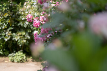 ピンクのバラの庭