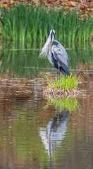 Great blue heron cleaning its feathers on a tuft of grass in water