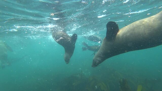 Group of wild seals swimming underwater in the sea