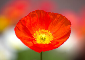 Obraz premium ポピー