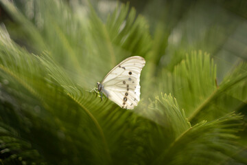 butterfly on a flower