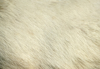 fur background