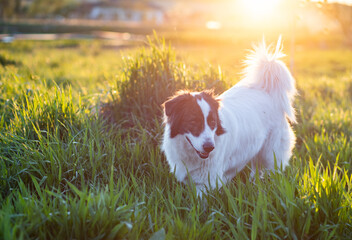 happy white shepherd dog in meadow at sunset