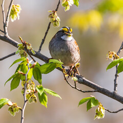White-throated sparrow on a branch with a blurred background