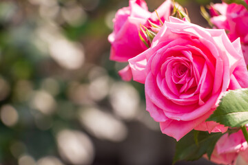 日の光を浴びるピンク色のバラの花