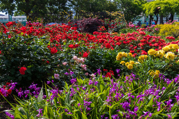 Fototapeta na wymiar 庭園に咲く色とりどりのバラの花