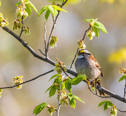 White-throated sparrow perched on a small branch