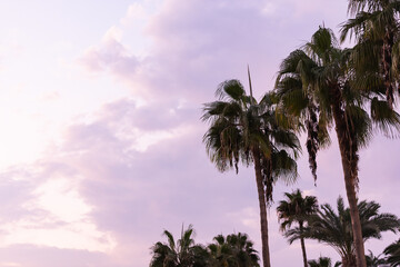 Fototapeta premium Palm trees against the sky. Palm trees on the background of the evening sky with clouds.