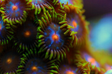 Obraz na płótnie Canvas Zoanthid's polyps colonies are amazing colorful living decoration for every coral reef aquarium tank