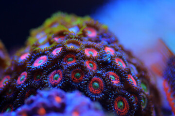 Zoanthid's polyps colonies are amazing colorful living decoration for every coral reef aquarium tank