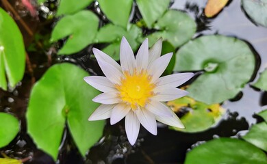 water lily flower