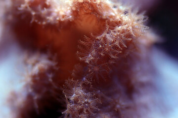 Pink Cabbage Leather Coral - (Sinularia brassica) 