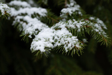 Snow On Branch Spruce In Forest In Winter Close Up.