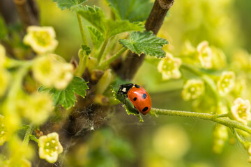 Ladybug On Green Leaf Of Currant In Garden In Spring.