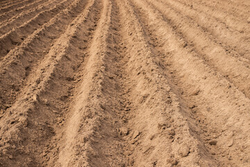 Potato Field In Spring In Countryside Close Up.