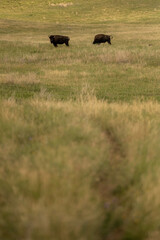 Thin Trail Through Prairie Guarded by Bison