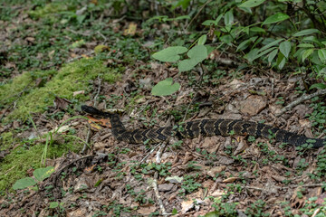 Naklejka na ściany i meble Timber Rattlesnake On Side of Trail