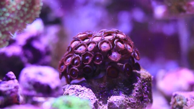 4K Time-lapse movement of Zoanthids polyps colony in focus