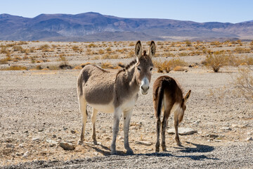 Two Wild Donkeys In The Desert