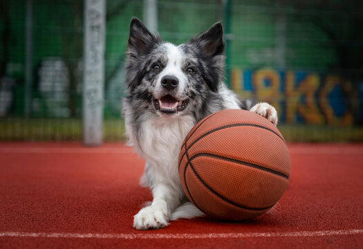 Portret psa rasy border collie z piłką do koszyk&oacute;wki