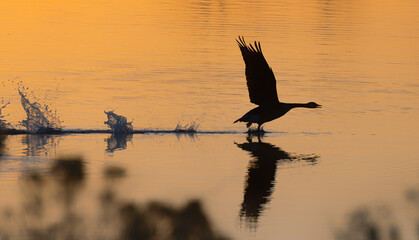 Silhouette of goose taking flight at sunrise with feet slapping the water.