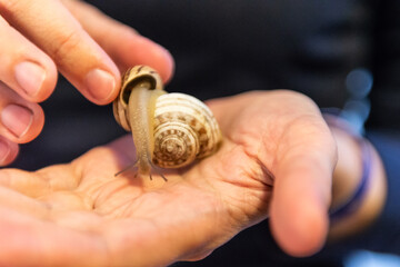 Grape snail in your hands. A small snail in the palms of the hands crawls on the shell of another snail.