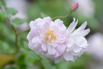 ブラッシュノアゼット