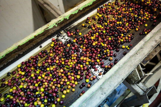 Fresh harvested olives transported on conveyor belt to crushing machine on artisanal factory of olive oil