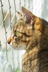 Gato pardo com olhos verdes em close-up de perfil, olhando para fora da janela de frente para rede...
