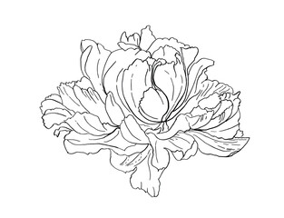 peony flower hand drawn illustration,art design