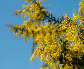 ミモザ　黄色　花