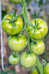 トマト　温室　家庭菜園　夏野菜