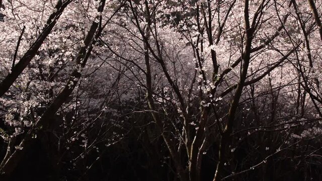 朝日をあびて散る桜の花びら