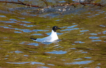 Bonaparte's Gull out for a swim