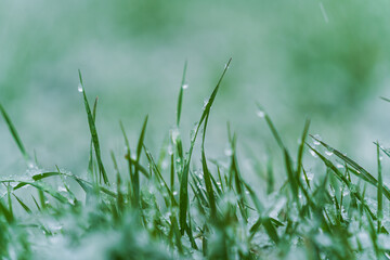 Macro Grass with Ice and Snow and Water Droplets