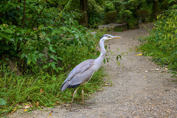 道を横切る大きなアオサギ
